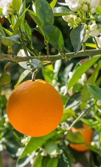 Valencia Orange, Navel Orange, Sweet Orange high quality