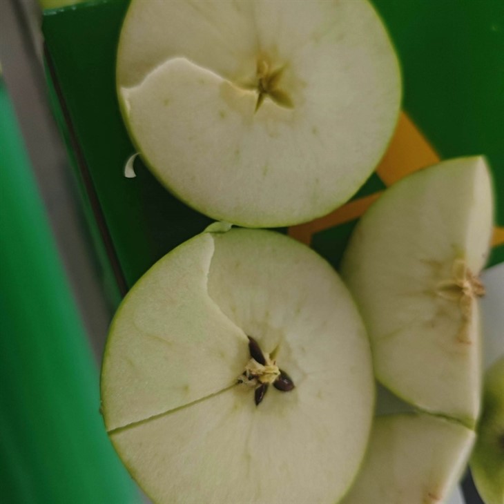 Wholesale Premium Green Apple Gala Apples best