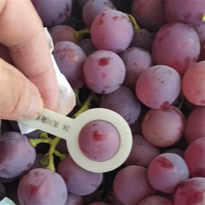 Fresh Origin Red Globe