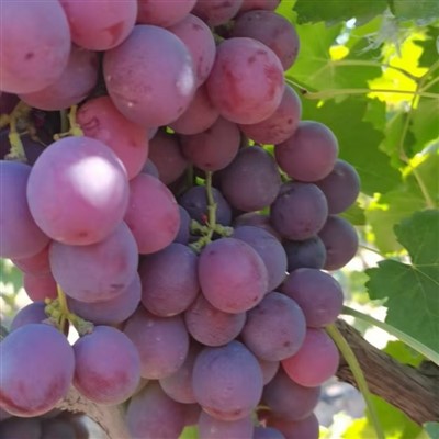 Fresh Origin Red Globe