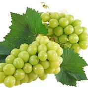 Mwscat Heulwen Ffres