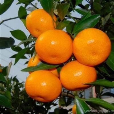 Maint 72-80 Nanfeng Oren Ffres